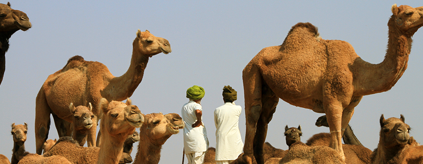 pushkar