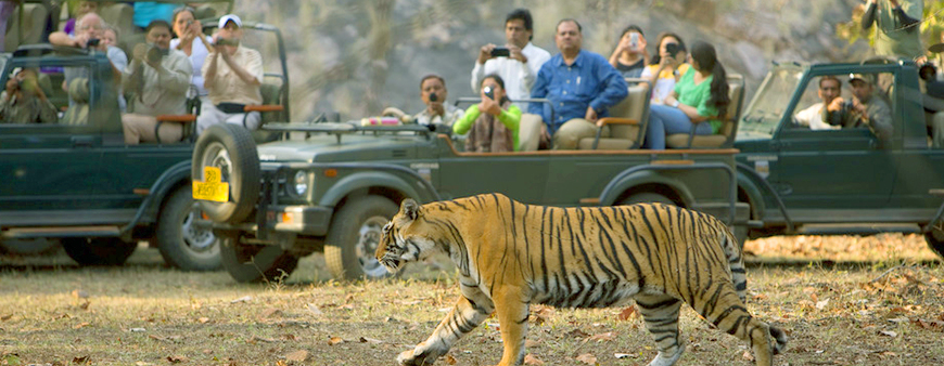 ranthambore