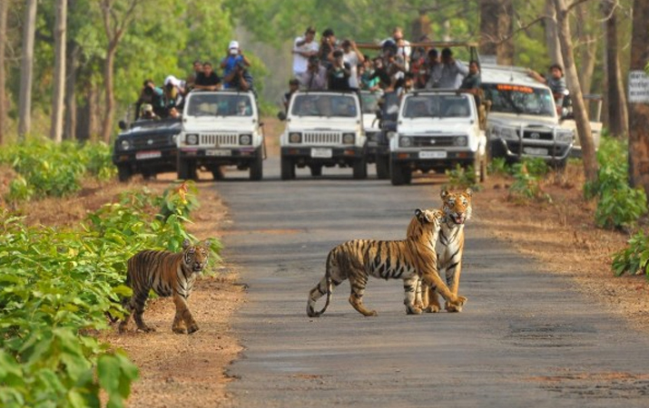 ranthambore