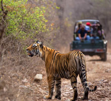 ranthambore